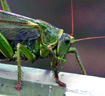 La grande sauterelle verte (<em>Tettigonia viridissima</em>). L'animal photographié est une femelle (oviscapte ou tube de ponte).  <br />Classification : Insectes / Orthoptères / famille des Tettigoniidae. [5518 views]